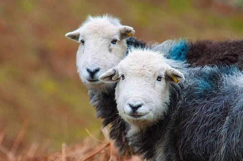 Lake District Day Tour from Liverpool 4oeotHXT