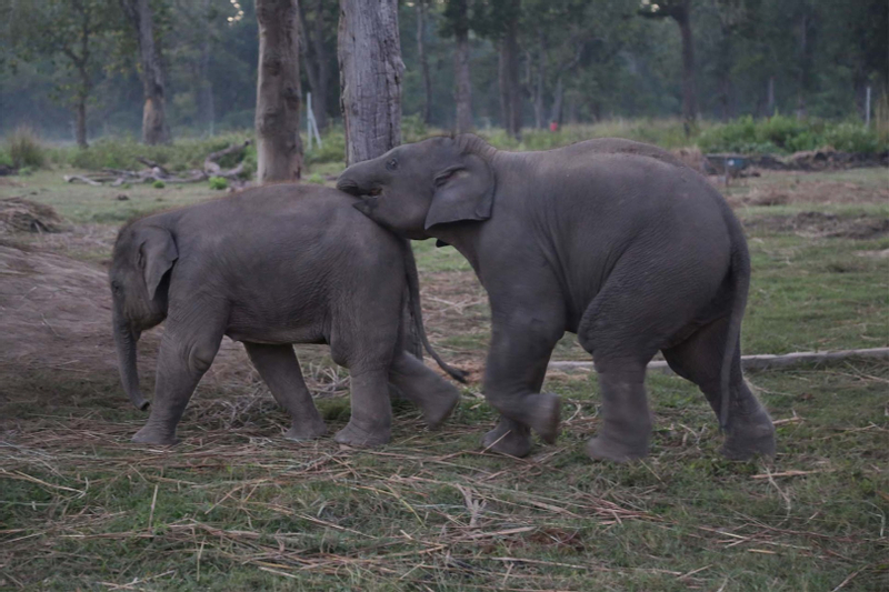 3D2N Chitwan National Park Tour from Kathmandu bBK4GUkc