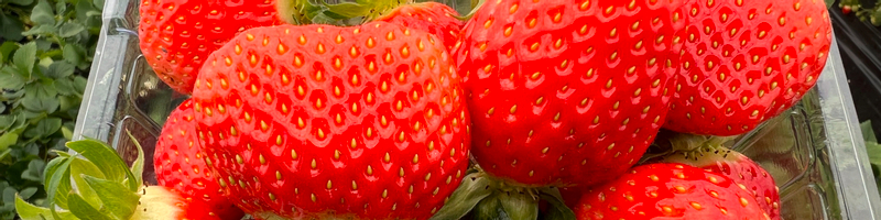 Eobi Valley & Fruit Picking & Hwacheon Sancheoneo Ice Fishing Tour DCWIo0Dg