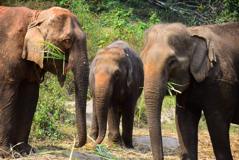 Elephant Retirement Park Chiang Mai Elephant Care Programs tMKD34ew