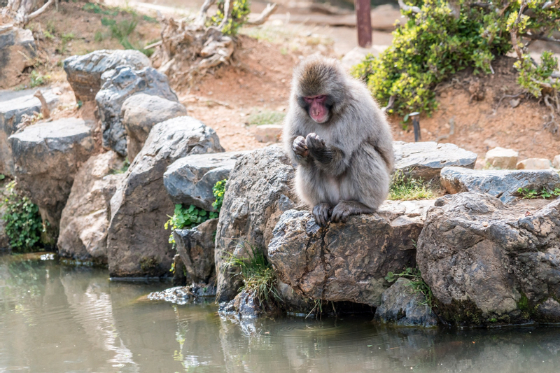 Ultimate Kyoto Arashiyama Tour: Bamboo, Monkeys, Zen Gardens & Gems JCa4qjxX