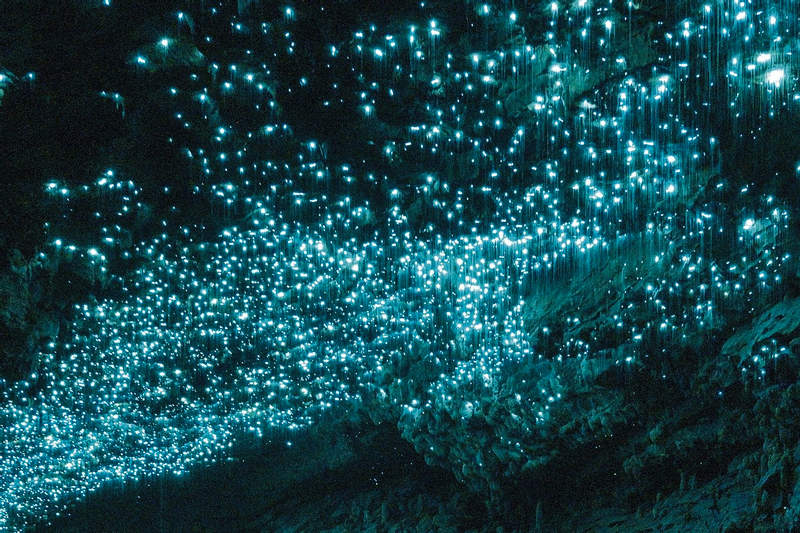 Spellbound, Waitomo Glowworm and Cave Explorer Small Group Tour eIYyMmiU
