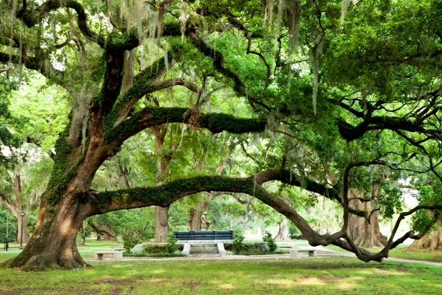 New Orleans City and Cemetery Tour t8eWn9xa