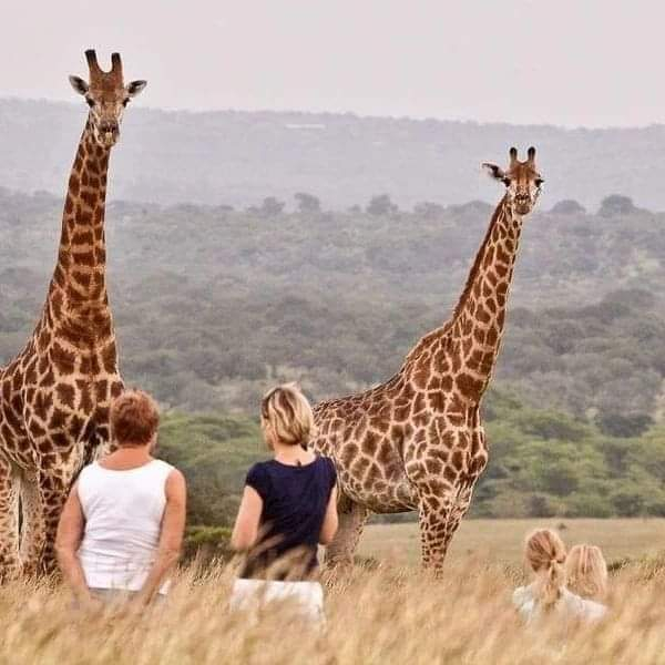 5 Days Amboseli, lake Nakuru & Masai Mara Safari. YSJA7OTh