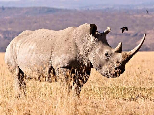 Nairobi 5-Day Samburu & Masai Mara Safari Experience Wtio7FcK