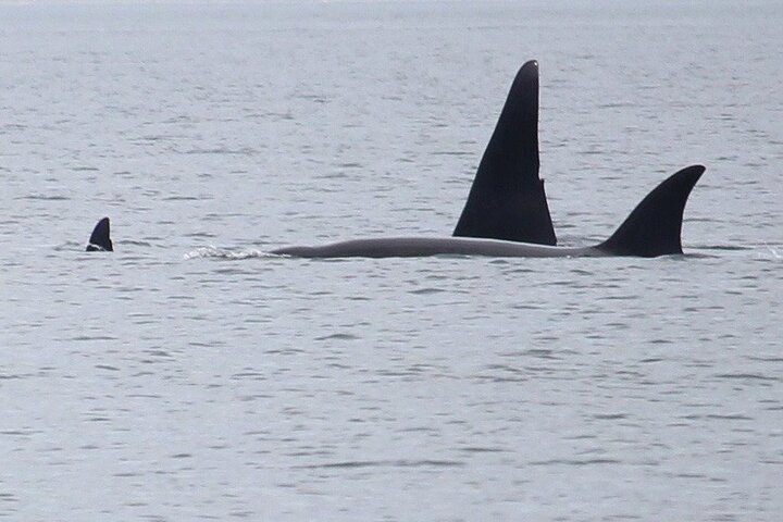Whale Watching Tour from Anacortes zOtPSghP