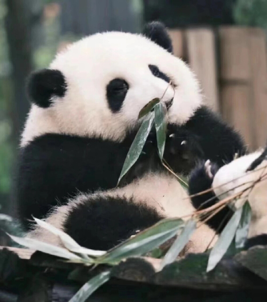 Private Car Tour: Sichuan Panda Base & Sanxingdui Museum Day Trip 3Re6dpIP