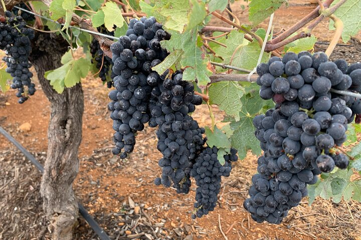 Hunter Valley Private Tour JdGZjJYD
