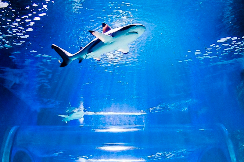 Lanzarote Aquarium ticket 28xJjx8g