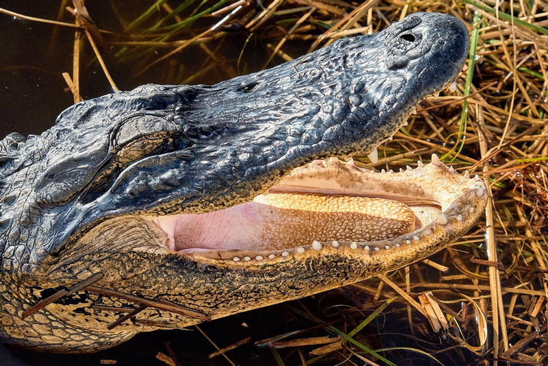 Full Day: Everglades Adventure with a Dry Walk in Florida 7apVzDxf