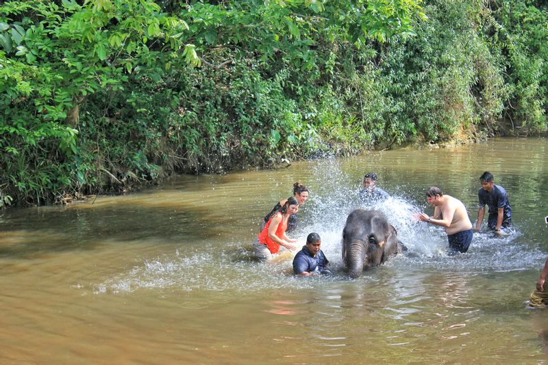 Kuala Gandah Elephant Sanctuary Tour - (SIC - Join In Tour) zWMlbizC