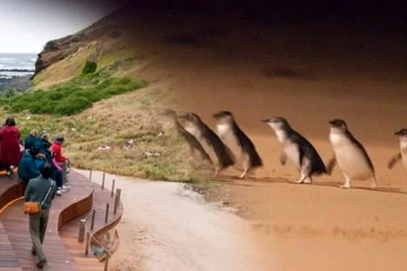 Melbourne Phillip Island Full-Day Private Penguin Parade Tour bBBhnQSK