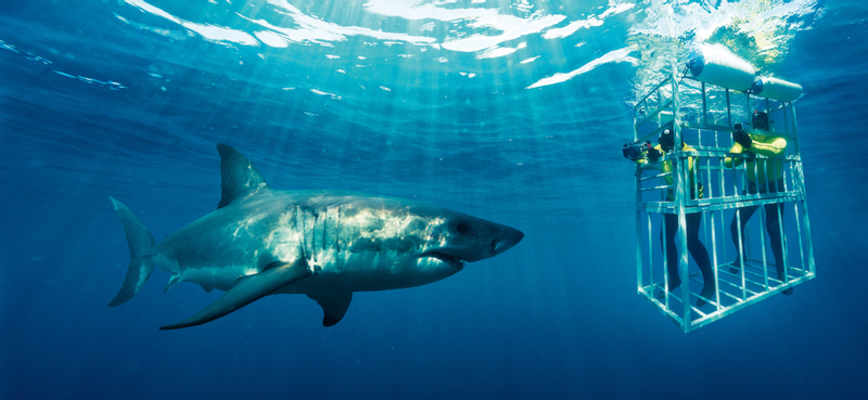 Shark Cage Diving Full-Day Tour V4baEI4U