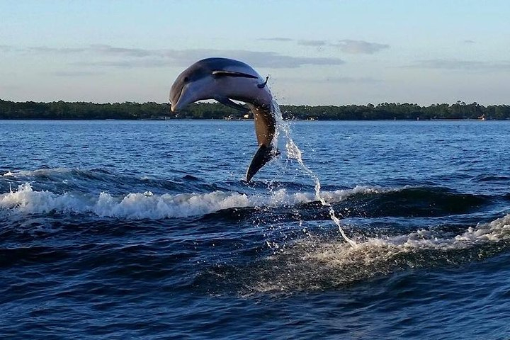 Alabama Gulf Coast Dolphin Cruise LW6jwL6n