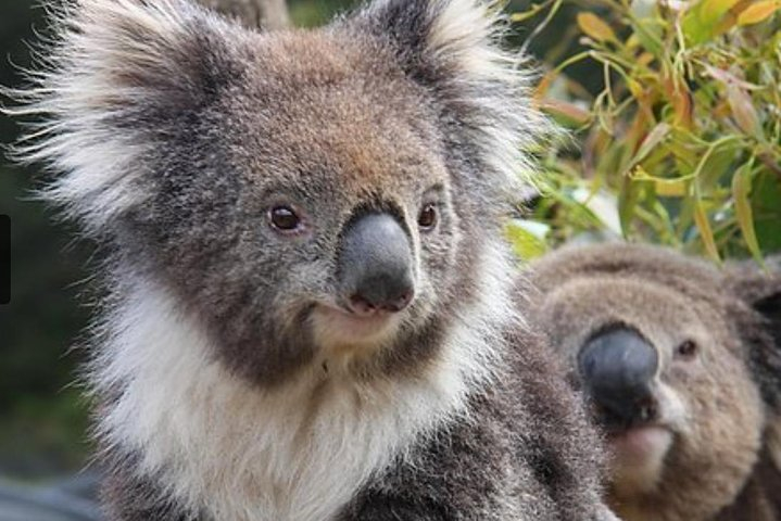 Kuranda Koala Gardens General Entry Ticket Q41lL9VC