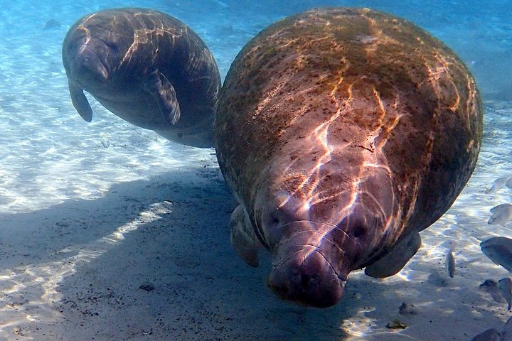 Private 'OG' Manatee Snorkel Tour with Guide for up to 10 people TSP9GPvM