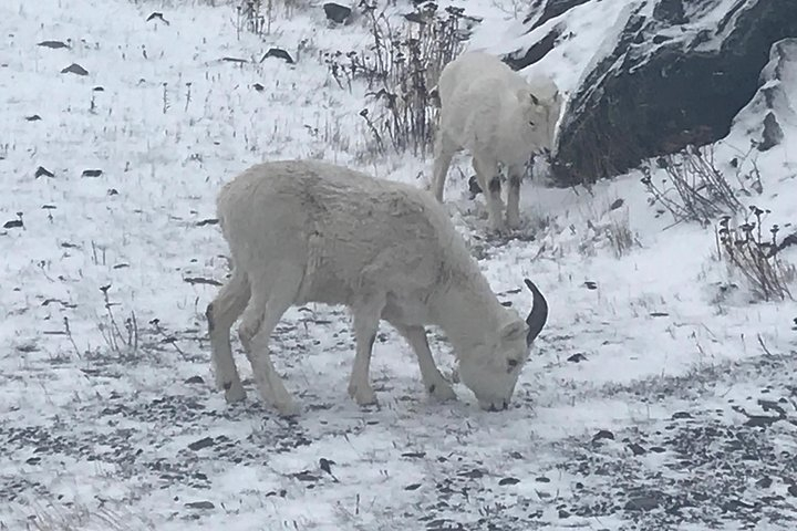 Winter - Wildlife & Turnagain Arm Tour HuNpz8Br