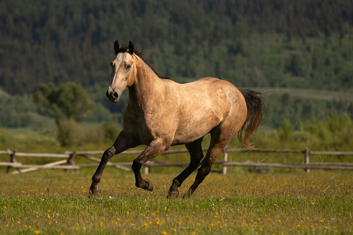 Horseback Riding with Grand Teton Views in Jackson Hole QQmjkHYr