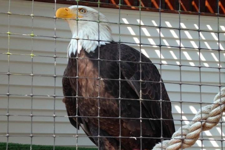 Sitka Shore Excursion: Bears, Raptor Center, & Totem Park Tour (Small Group) 4I8RZE2l