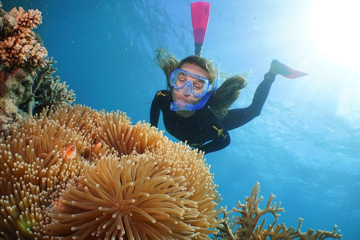 Quicksilver Outer Great Barrier Reef Snorkel Cruise from Palm Cove 9S5le3Wf