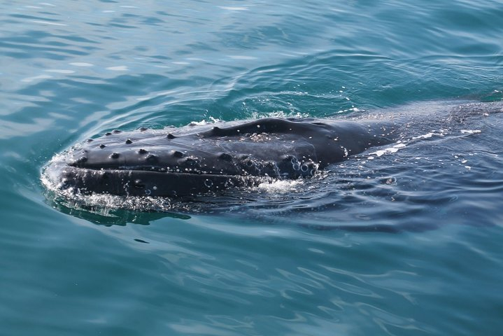 Whale Watching Busselton bc0IkXqP