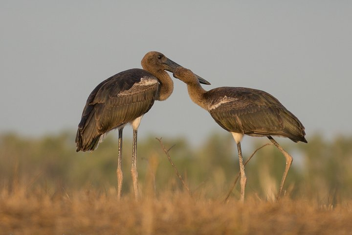 Corroboree Billabong Wetland Cruises - 1.5 hour Morning cruise uYkHbtPS