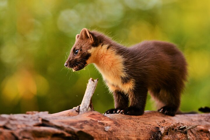 Wildlife Watching Safari by Vehicle & Walks / Photography workshops with a Guide mJzHEEKS