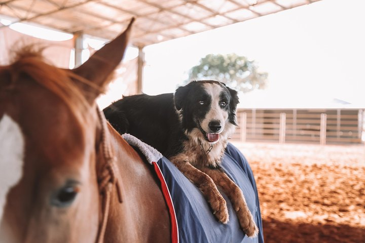 Katherine Outback Experience Show Ticket Gnw19NHJ