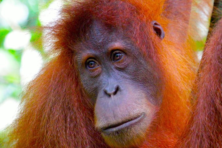 ORANGUTAN TREK (2D/1N) by EcoTravel Bukit Lawang  nYJKghAx