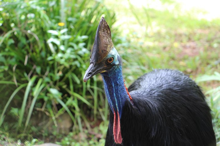  Kuranda Rainforestation Nature Park Ticket (BNP) dL3oWyT4