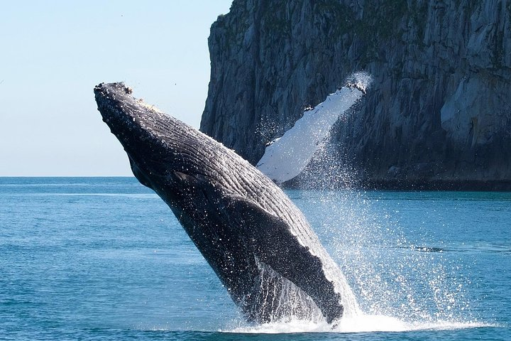 Kenai Fjords National Park Glacier & Wildlife Cruise PY80SOJ1