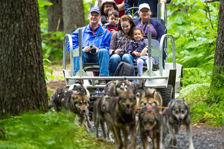 Turning Heads Kennel Dogsledding Experience & Tour SyHa4cp0