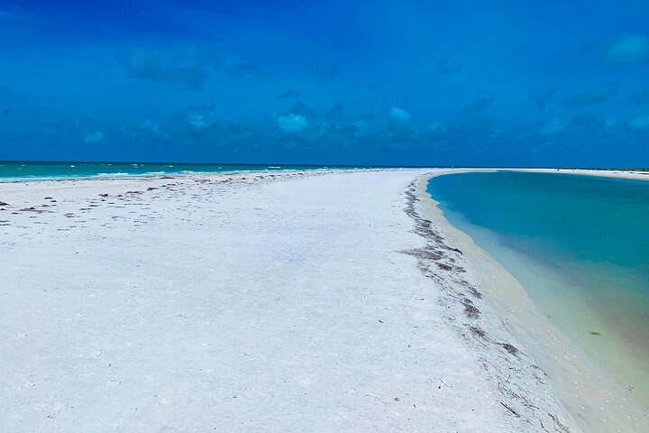 Half-Day Private Guided Nature of Florida’s Gulf Coast Eco Tour LMEXfVpc