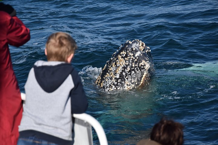 Phillip Island Whale Watching Tour gIlzoVhd