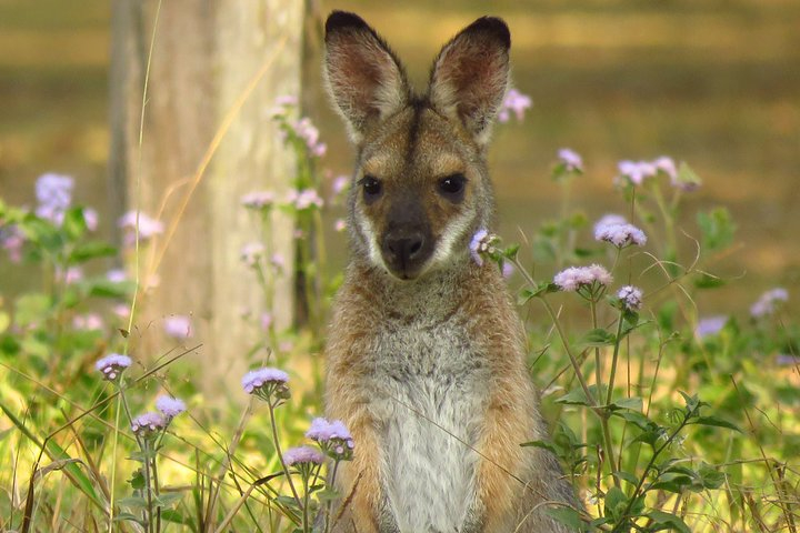 Byron Bay Wildlife Safari E7ozPI8h