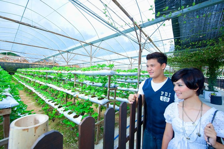 Private Nature Trip to Cameron Highlands from Kuala Lumpur 9NKwCEnM