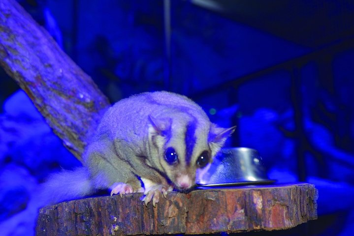 Kuranda Koala Gardens and Birdworld Admission Tickets rEh0atJa
