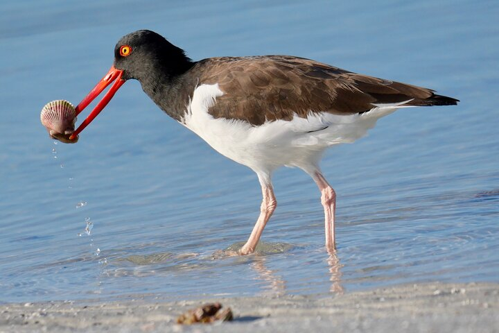Half-Day Private Bird Tour of Fort De Soto Park in St. Petersburg - 2 person max Cw43amw3