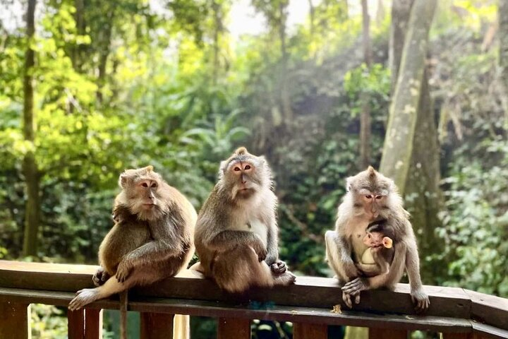Full day Ubud Tour Bali Rafting, Monkey Forest and Rice Terrace 4smD1Wtf