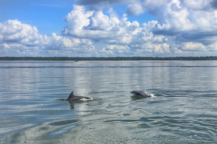 Hilton Head Dolphin Tour with Stop at Disappearing Island UbnKPcqf