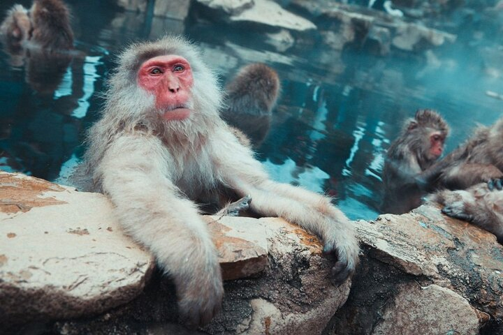 Private roundtrip transport: to/from Snow Monkey Park 6V4JUQ5c