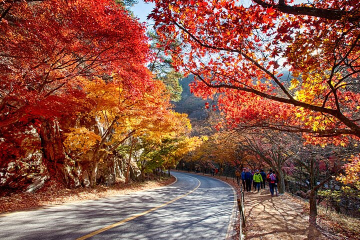 Naejangsan National Park Autumn Foliage One Day Tour from Busan HqJFtwr3