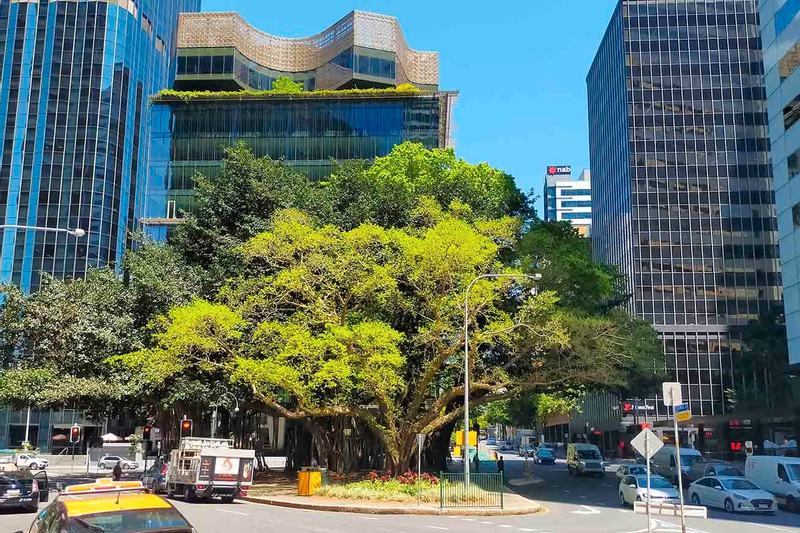 Brisbane City Highlights Half-Day Walking Tour Sl1OGNbe