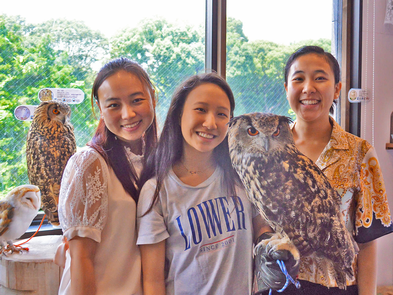 Tokyo: Owl Cafe Owl Village Reservation (Harajuku/Shibuya Official Partner) (1 hour) ckSXi3OC