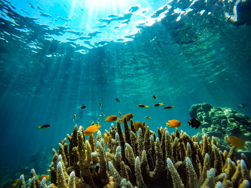 Krabi: Phi Phi and 4 Islands Day Tour by Speedboat ATbpQ0W9