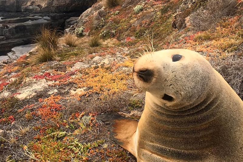 2 Day Kangaroo Island Wildlife Adventure DjELBwpd