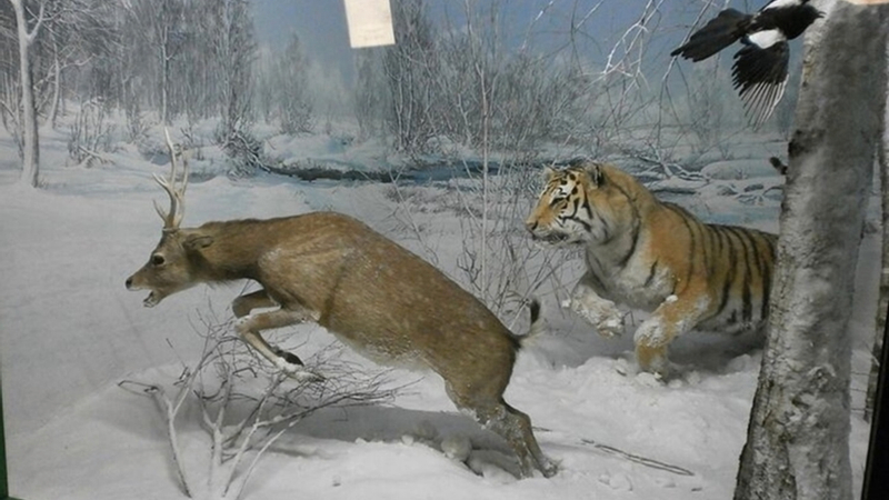 Natural History Museum ticket in Milan vtCUEbeP