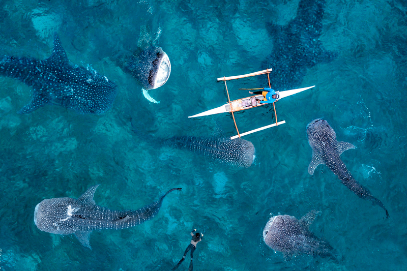Plantation Bay's Swim with the Whale Sharks Adventure in Cebu RTfB5AJn