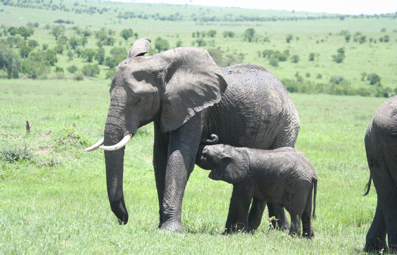 Masai Mara 3-Day Small Group Guided Safari kCGZiknk