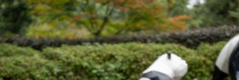 Chengdu Panda Volunteer 1-Day Charity Experience in Dujiangyan/Wolong Panda Base pWQOpGza